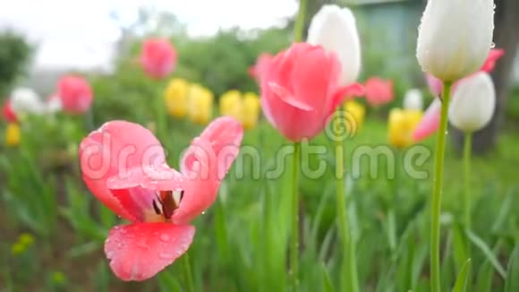 美丽的多种颜色的郁金香在一个花园过雨后的风慢动作视频的预览图