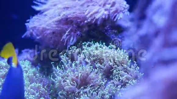水族馆里的软珊瑚在干净的蓝色水中特写安蒂利亚和欧菲利亚珊瑚海洋水下生物紫罗兰视频的预览图