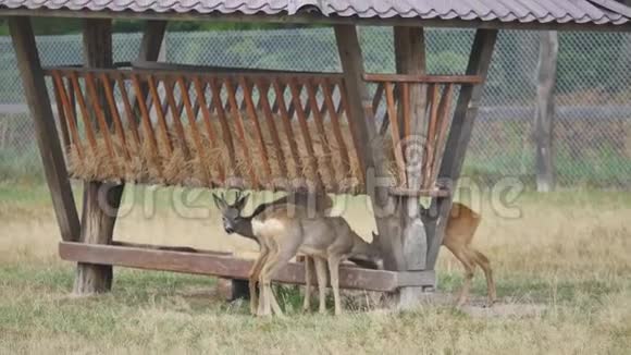鹿在树附近吃草小鹿驯鹿在草坪上放牧小鹿角的鹿视频的预览图