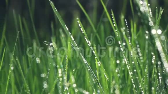 镜头带着露珠在绿色清新的草地上飞舞慢镜头视频的预览图