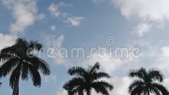 一架飞机飞过晴朗的天空和它旁边的一个棕榈顶阳光穿过棕榈树视频的预览图