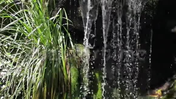 美丽的热带雨林与河流和小瀑布高清视频视频的预览图