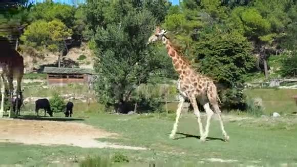 长颈鹿步行动物园狩猎视频的预览图