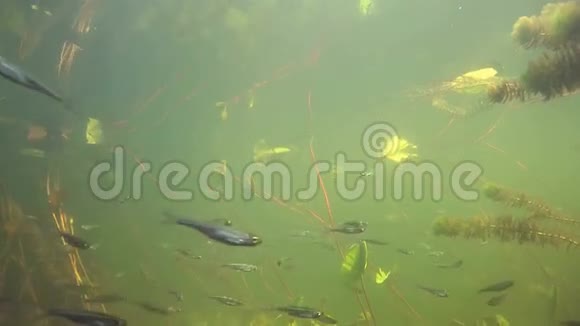 吃小鱼的水下河流景观视频的预览图