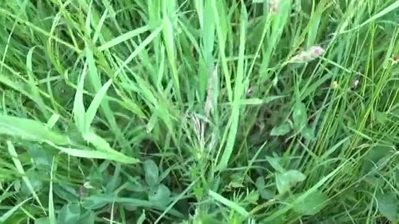 夏季野外活动中的足甲草绿色草地垂直全景摄像机用稳定摄像机关闭镜头视频的预览图