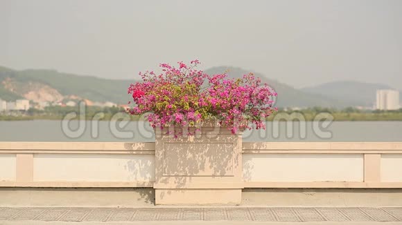 美丽的风景与鲜花花坛花束在道路上哈龙城越南视频的预览图