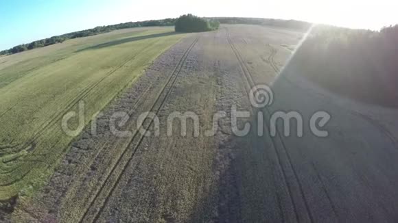 在夏末傍晚的农田里无人机飞行高度视频的预览图