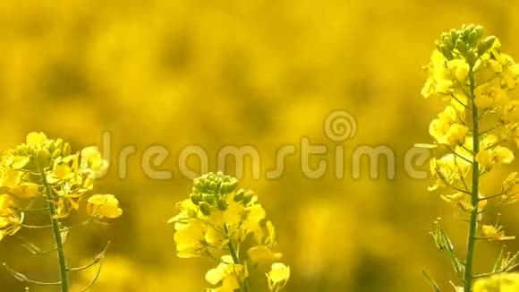 风日黄色植物叶片视频的预览图