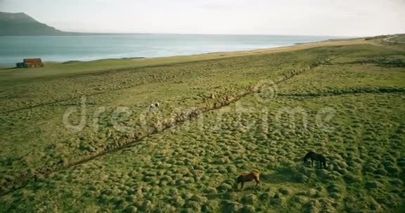 鸟瞰冰岛美丽的风景马群在岸上的熔岩田里吃草视频的预览图