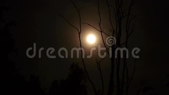月的运动雾干树视频的预览图
