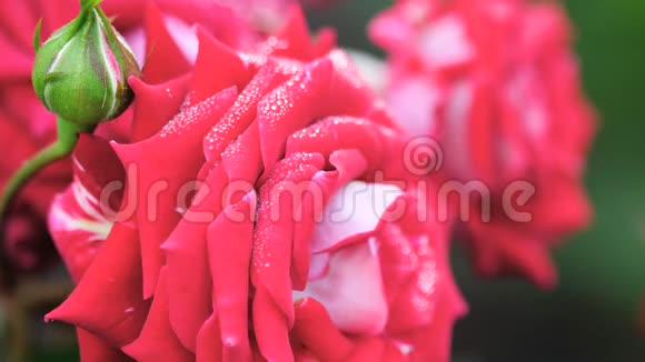 一朵美丽的带雨滴的红玫瑰视频的预览图