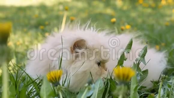 波斯猫春天在绿色的草坪上开着黄色的蒲公英花视频的预览图