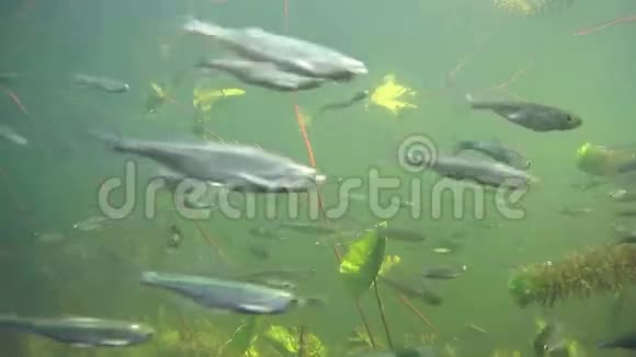 水下河流景观游泳的小鱼视频的预览图
