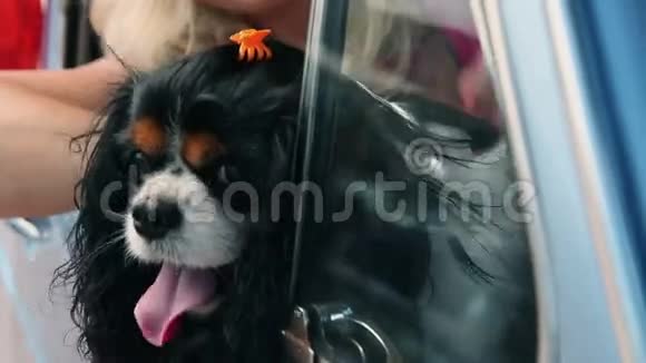 去暑假的路上车里有只可爱的狗视频的预览图