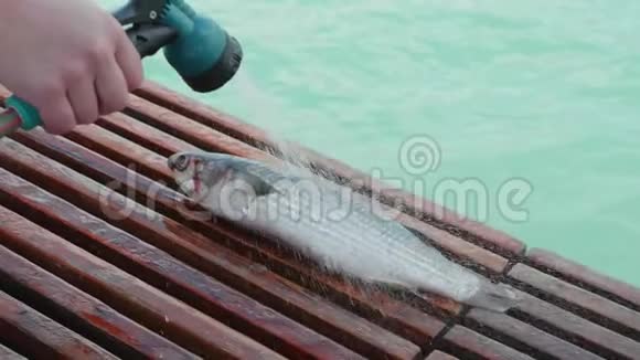 渔夫把鱼切在渔船上特写视频的预览图