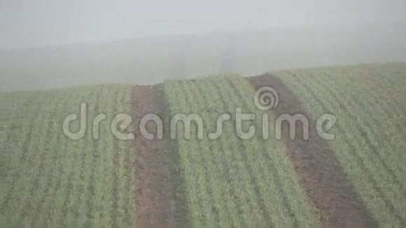 清晨薄雾笼罩着露水的麦田和鸟儿的歌声视频的预览图