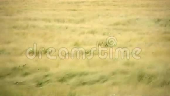 小麦作物在风中飘扬视频的预览图