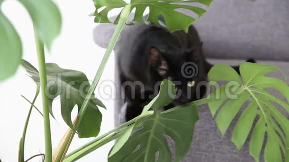 家养宠物的生活黑猫在灰色沙发上的客厅里休息视频的预览图
