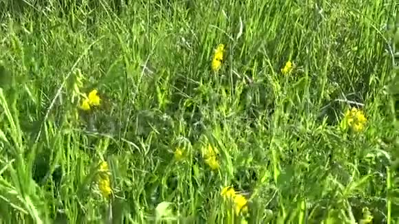 在草地上排列草原野花高清视频镜头运动摄像机草视频的预览图