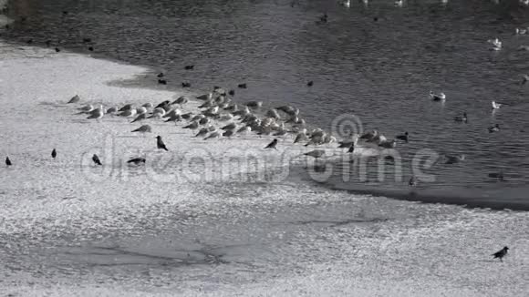 早春在湖冰上的一群海鸥拉鲁斯马林鱼视频的预览图