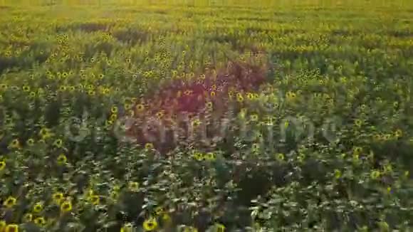 快速飞越开花向日葵的田野视频的预览图