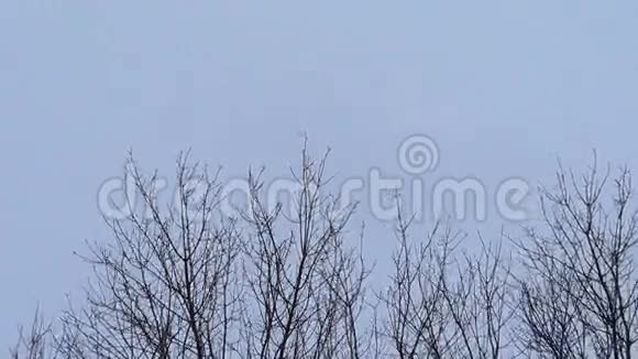 摇摆的树枝和灰色的天空多风的冬季天气免费的文字空间1920x1080视频的预览图