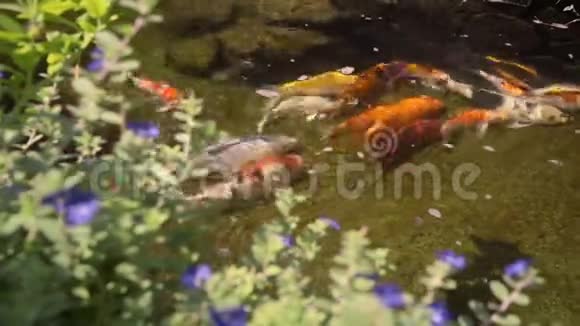锦鲤在小池塘里游泳视频的预览图