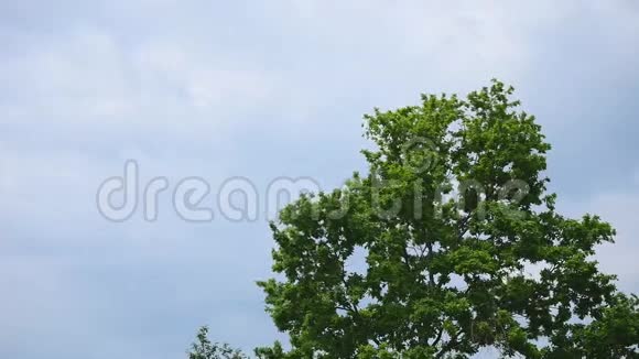 一棵树的树枝树叶在晴朗的天空中摇曳视频的预览图