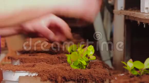 人们在传送带上的花盆里种植植物种植手特写温室内的输送机视频的预览图