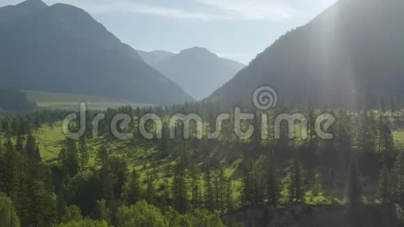 空中无人机景在日落柔和的光线下飞越松树林和山河背景山脉视频的预览图