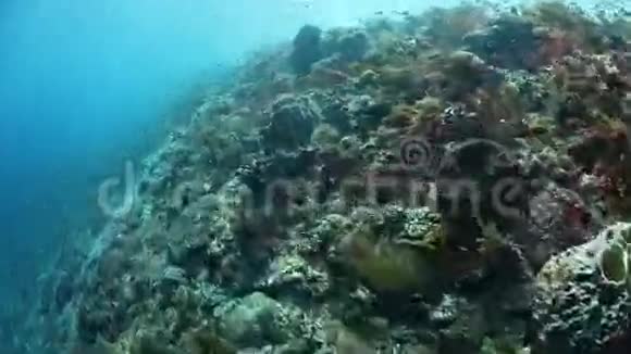 快流和健康珊瑚礁视频的预览图