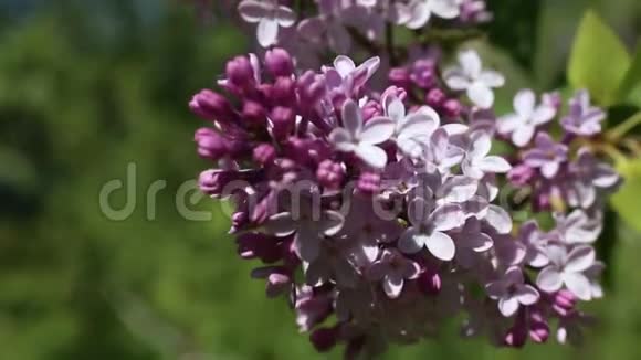 美丽的宏观视频一朵紫色的丁香花盛开视频的预览图