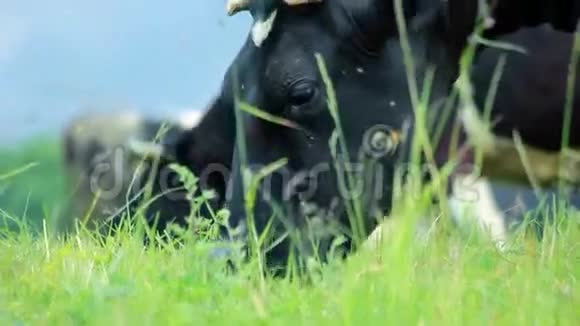 奶牛吃草田野里的牛吃草的奶牛牧场视频的预览图