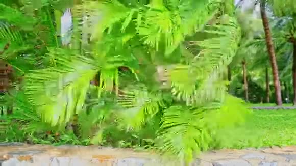 强风摇动公园里低矮的大棕榈枝视频的预览图