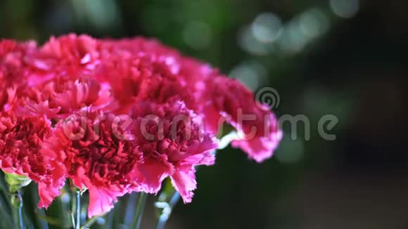 特写花束在光线的照射下旋转花的组成由明亮的粉红色土耳其视频的预览图