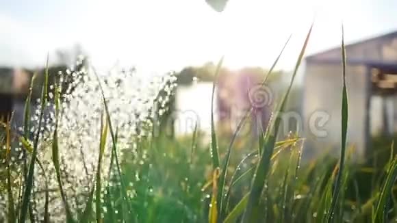 给花园里的植物浇水夏日的阳光花园自然视频的预览图
