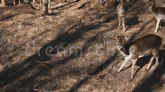 秋天小鹿在大自然上行走棕色的小鹿在草地上觅食视频的预览图