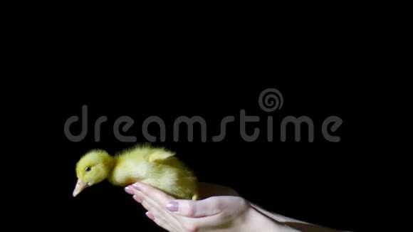 特写双手接住一只落下的小黄鸭在黑暗中在黑色的背景上在光线下视频的预览图