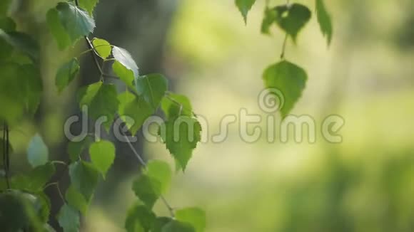 小女孩在森林里的树间散步令人惊叹的日落夏日的风景视频的预览图