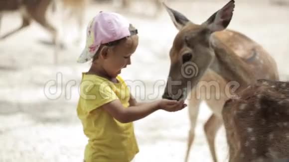 小女孩喂养一家小鹿视频的预览图