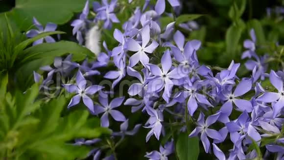 长春花草花园里的花坛上盛开着一朵朵蓝色的花静态摄像机的视频镜头拍摄视频的预览图