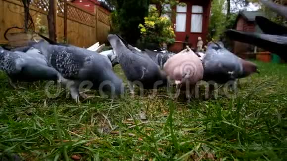 野生鸽子在一个城市的花园里觅食视频的预览图