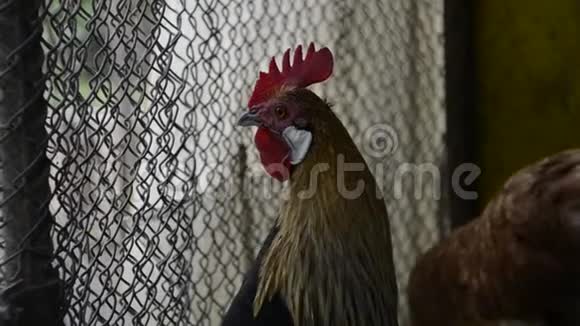 早晨在传统的乡村谷仓上一只只金公鸡正在鸣叫五颜六色的长尾凤凰公鸡乌鸦视频的预览图