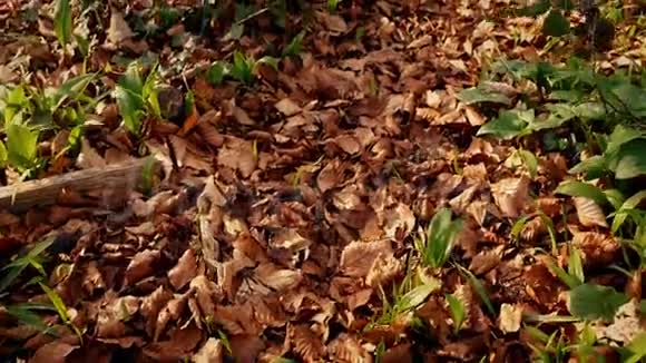 在落叶覆盖的林地小径上移动视频的预览图