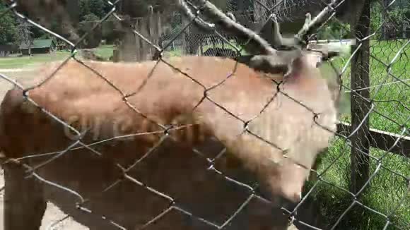 驯养的鹿4K视频的预览图