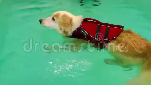 狗在游泳视频的预览图