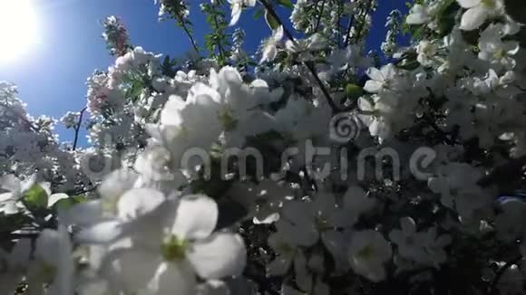 盛开的苹果树的景观太阳的光线穿过苹果树的叶子和树枝蜜蜂视频的预览图