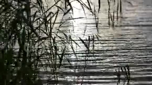 日出过江河和芦苇视频的预览图