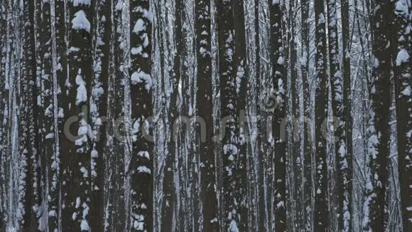 大雪落在森林里视频的预览图
