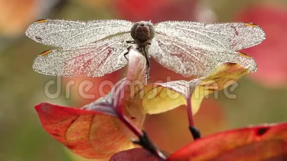 秋天的早晨蜻蜓在五颜六色的叶子上洗着水滴视频的预览图